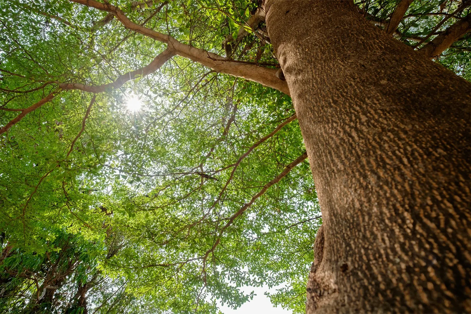 Goianira terá prazo para criar regras de arborização urbana, recomenda MPGO