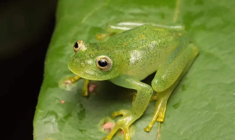 Nova espécie de rã-de-vidro é identificada em área de Cerrado em Goiás