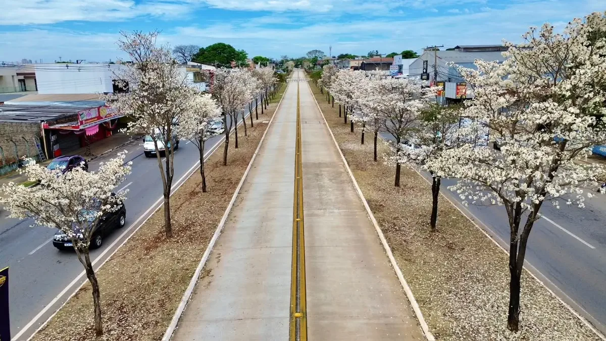 Ipê-branco floresce por poucos dias e movimenta a paisagem de Goiânia