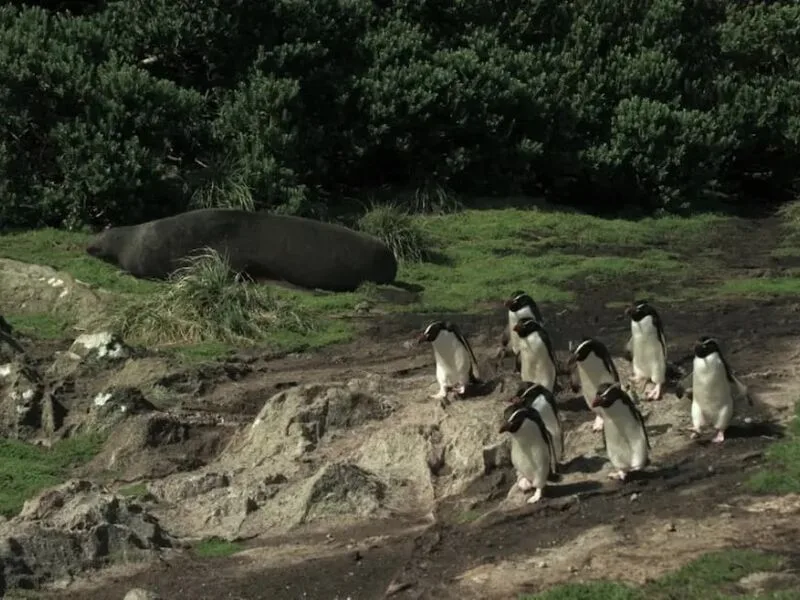 Ilhas Snares e a fauna dos oceanos são destaque em nova série da TV Brasil