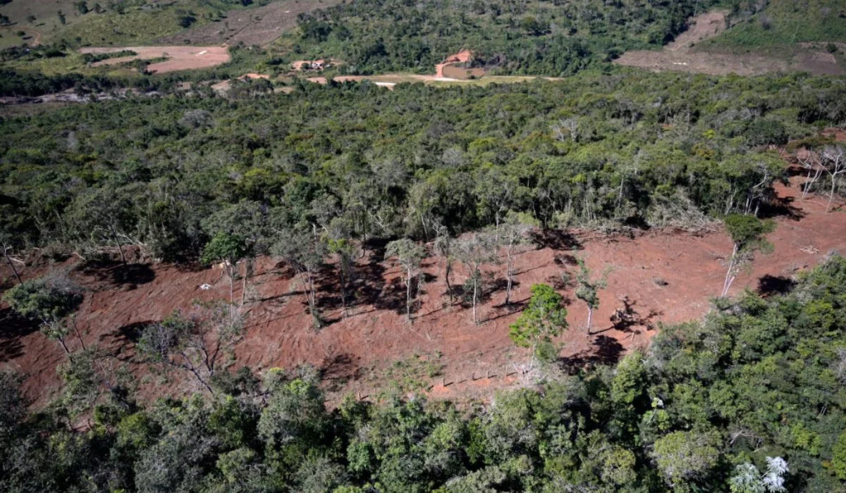 Mata Atlântica perde 9,7 milhões de hectares de vegetação madura em 41 anos
