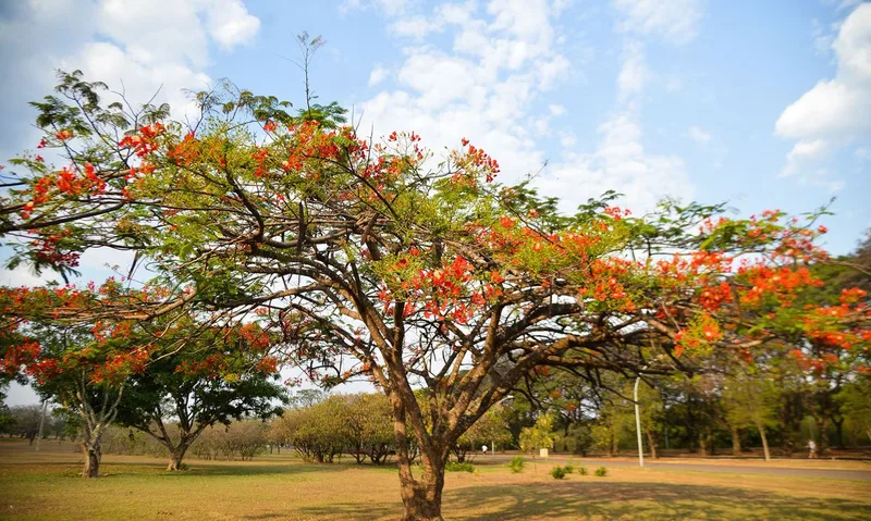 El Niño deve atrasar chuvas regulares e elevar risco de tempestades em Goiás