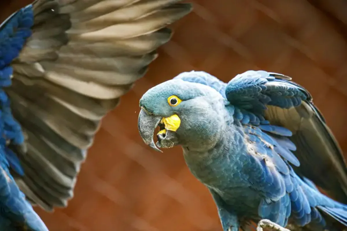 Nova avaliação inclui arara-azul-grande e tucuxi entre animais sob risco