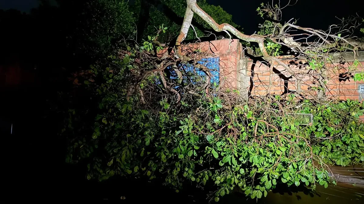 Tempestade deixa casas destelhadas e derruba árvores em Jataí